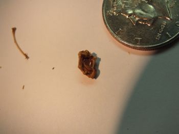 Media type: image;   Herpetology R-18364